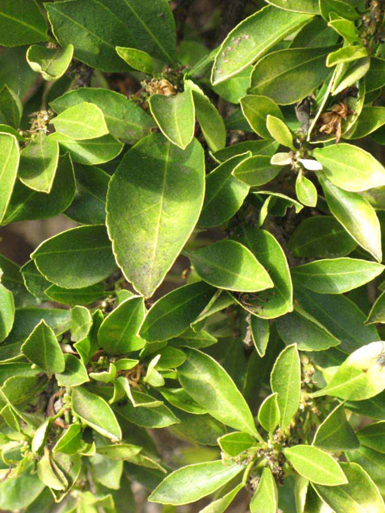                 Sun leaves (Myrtifolia, Riverside,   CA)       